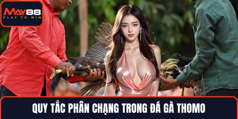 Quy tắc phân chạng trong đá gà Thomo